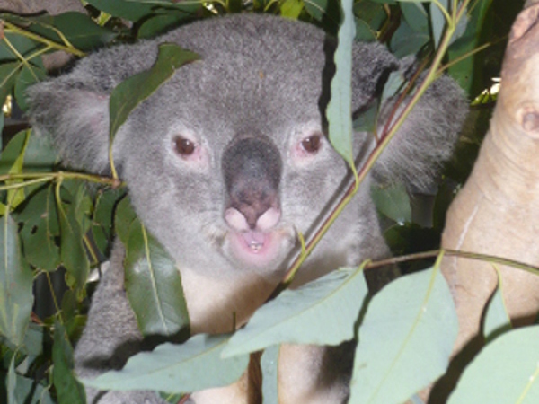 Koala