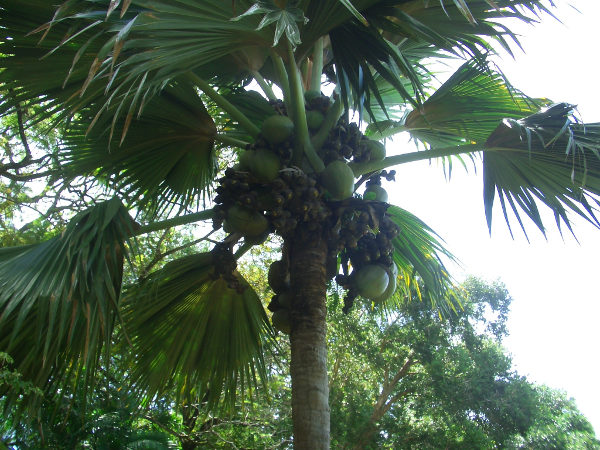 Botanischer Garten - Coco de Mer