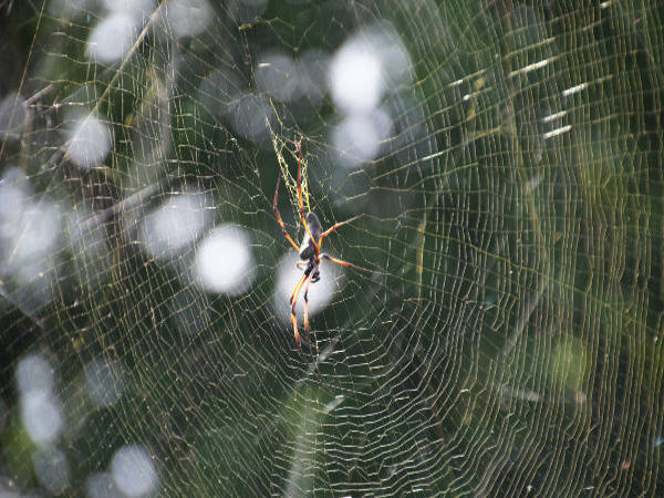 Palm Spider