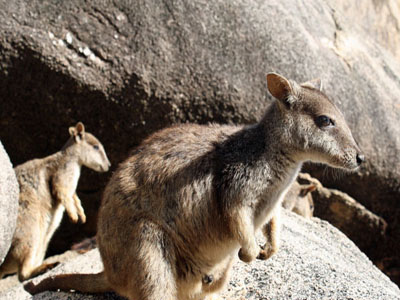 Magnetic Island - Rockwallabie