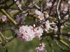 Mandelblüte