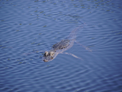 Alligator