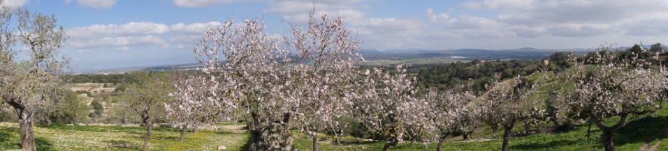 Mandelblüte auf Mallorca Mandelblüte auf Mallorca