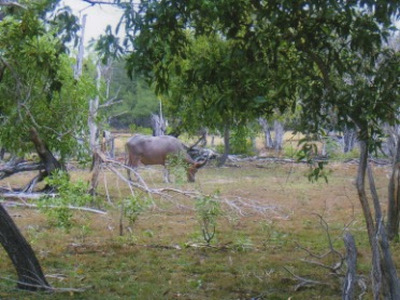 Arnhem Land - Wasserbüffel