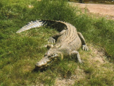 Arnhem Land - Salzwasserkrokodil