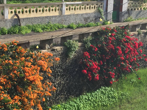 Blumenpracht Blumenpracht