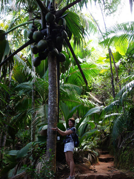 Palme Coco de Mer Palme Coco de Mer