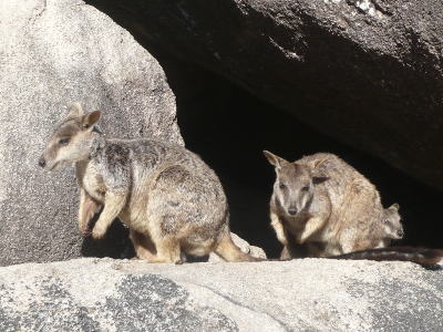 Rock Wallabie