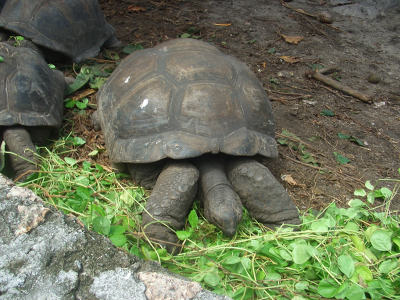 Schildkröte Schildkröte