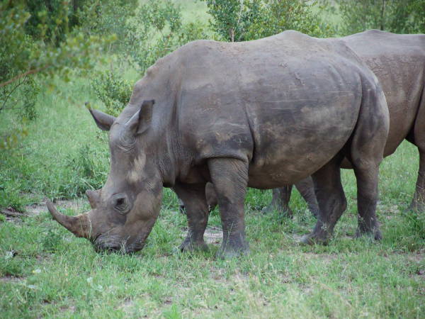 Nashorn im Krüger NP Nashorn