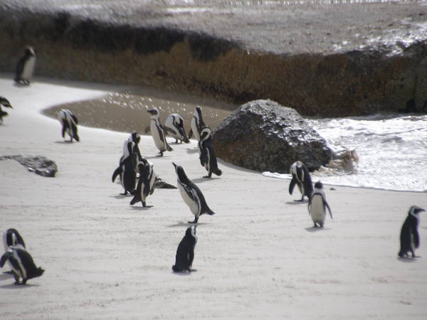 Pinguine am Boulders Beach Pinguine am Boulders Beach