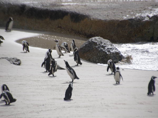 Pinguine am Boulders Beach