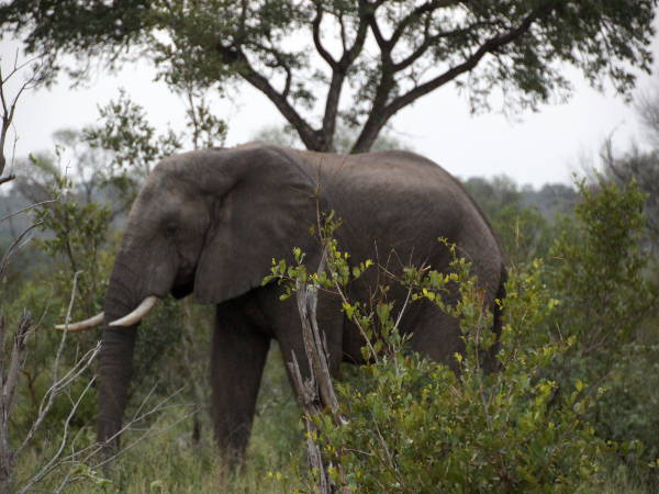 Elefant Elefant