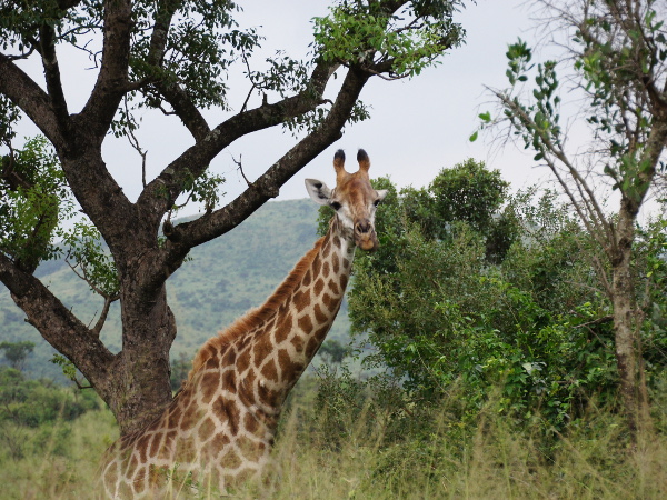 Giraffe Giraffe