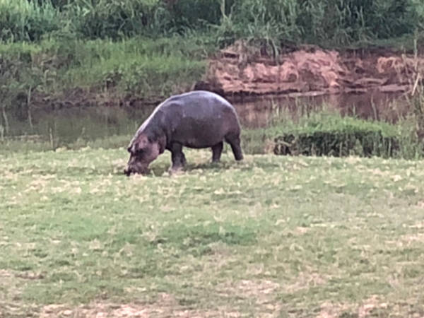 Hippo Hippo