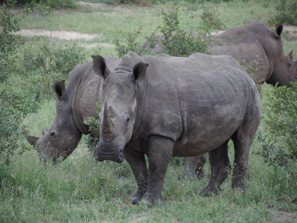 Nashorn Nashorn