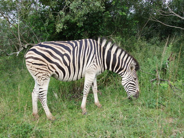 Zebra Zebra
