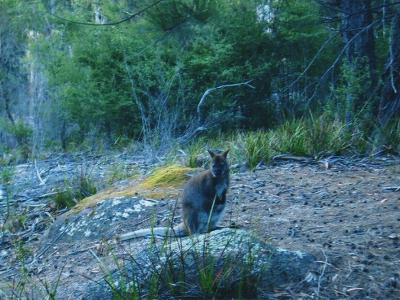 Freycinet National Park- Känguru Freycinet National Park- Känguru