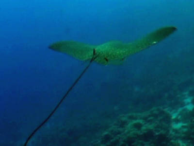 Stingray