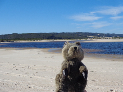 Quokka