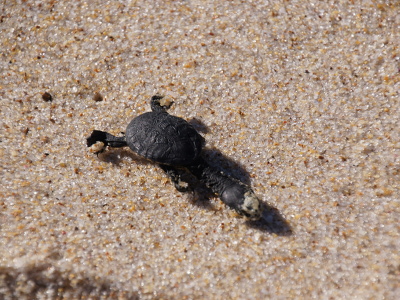 Schildkröte auf dem Weg ins Meer