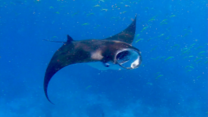 Manta